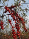 2011-09-28 zajímavá červenoplodá odrůda rakytníku s dlouhou stopkou