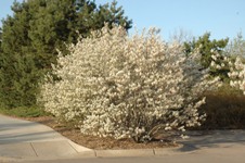 Bíle kvetoucí keř muchovníku