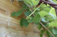 Důsledek nedokonalého opylení klanoprašky - nutno více nepříbuzných rostlin